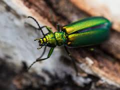 spanish fly beetle
