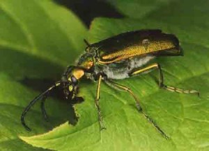 spanish fly beetle
