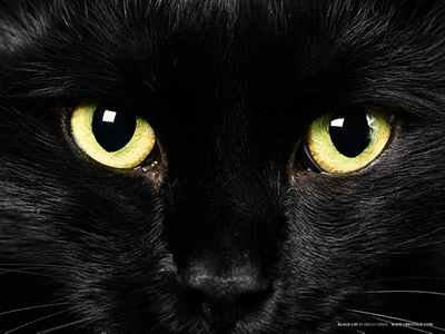 Приметы черной кошки
