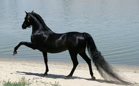 Арабская лошадь Арабский Скакун