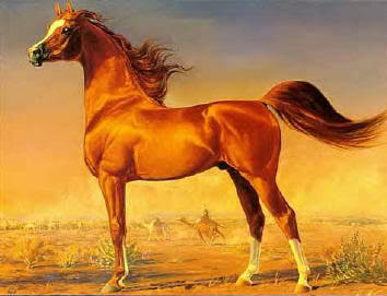 Арабская лошадь Арабский Скакун